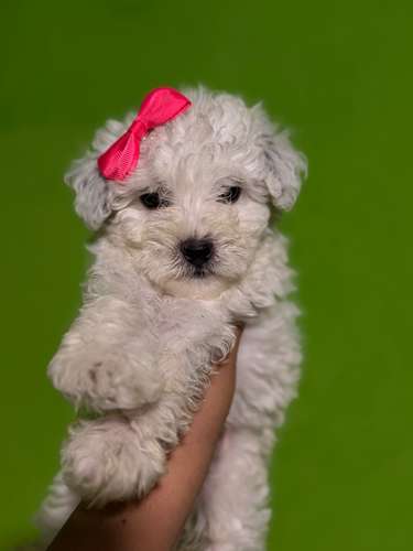 ¡Una princesa en casa! Hermosa French Poodle Mini Toy Blanca con su tarjeta 