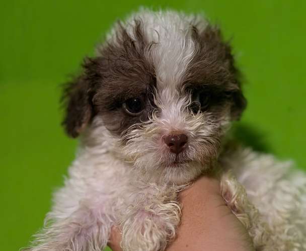 Negociable hermosos cachorros French Poodle Toy con su tarjeta - Imagen 4