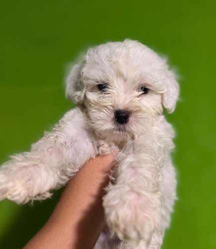 Negociable hermosos cachorros French Poodle Toy con su tarjeta - Imagen 9