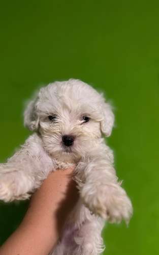 Negociable hermosos cachorros French Poodle Toy con su tarjeta - Imagen 11