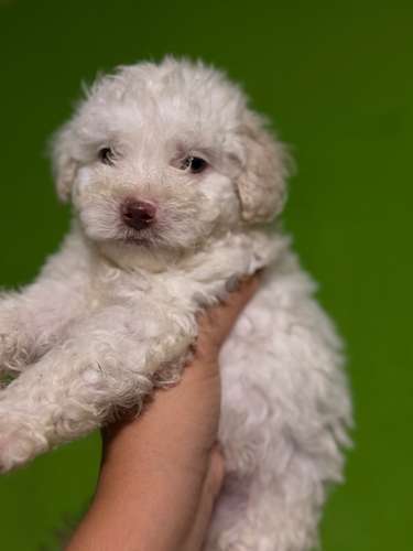 Negociable hermosos cachorros French Poodle Toy con su tarjeta