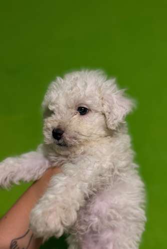 Negociable hermosos cachorros French Poodle Toy con su tarjeta - Imagen 6