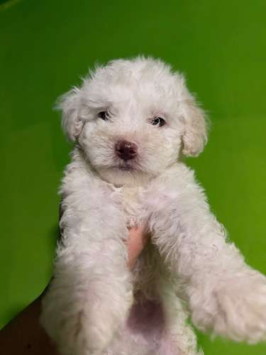 Negociable hermosos cachorros French Poodle Toy con su tarjeta - Imagen 8