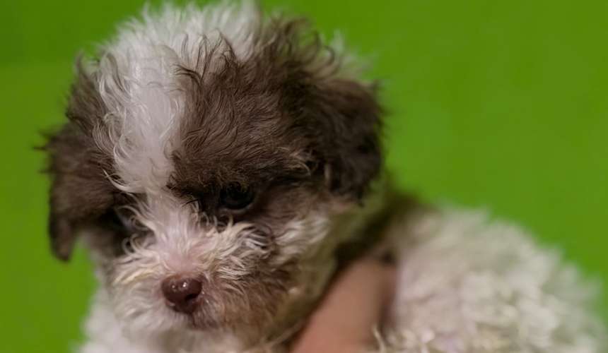 Negociable hermosos cachorros French Poodle Toy con su tarjeta - Imagen 7