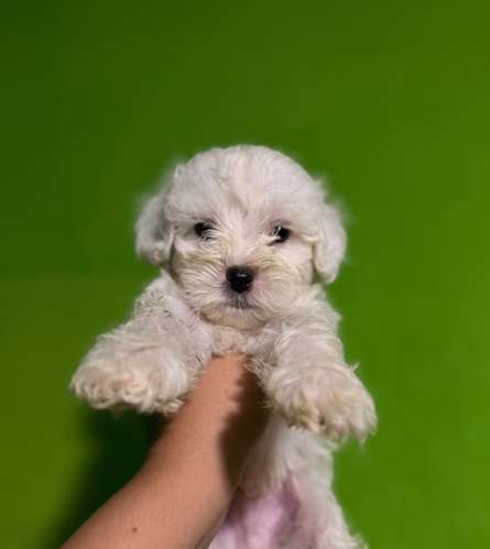 Negociable hermosos cachorros French Poodle Toy con su tarjeta - Imagen 3