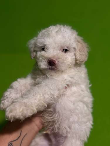 Negociable hermosos cachorros French Poodle Toy con su tarjeta - Imagen 2
