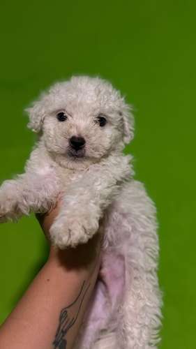 Negociable hermosos cachorros French Poodle Toy con su tarjeta - Imagen 5