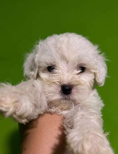 Negociable hermosos cachorros French Poodle Toy con su tarjeta - Imagen 10
