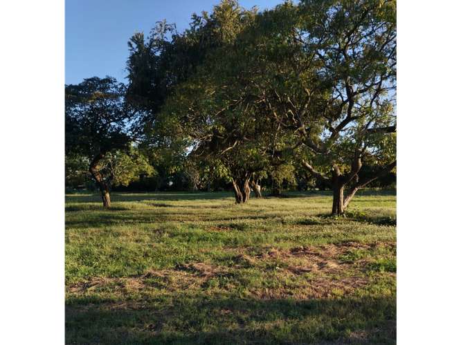 CORONADO / BOULEVARD / 6.8 HECTAREAS / TERRENO PARA DESARROLLO - Imagen 5