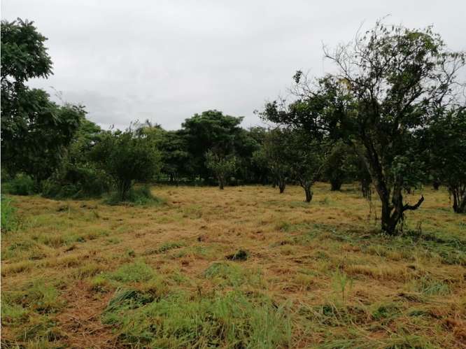SE VENDE TERRENO 37,789M EN CORONADO BOULEVARD CON 3 FINCAS - Imagen 10