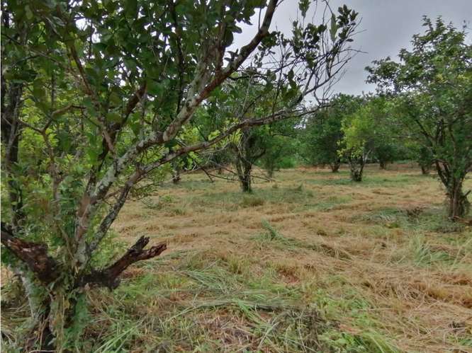 SE VENDE TERRENO 37,789M EN CORONADO BOULEVARD CON 3 FINCAS - Imagen 14