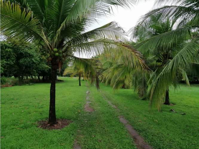 SE VENDE TERRENO 37,789M EN CORONADO BOULEVARD CON 3 FINCAS