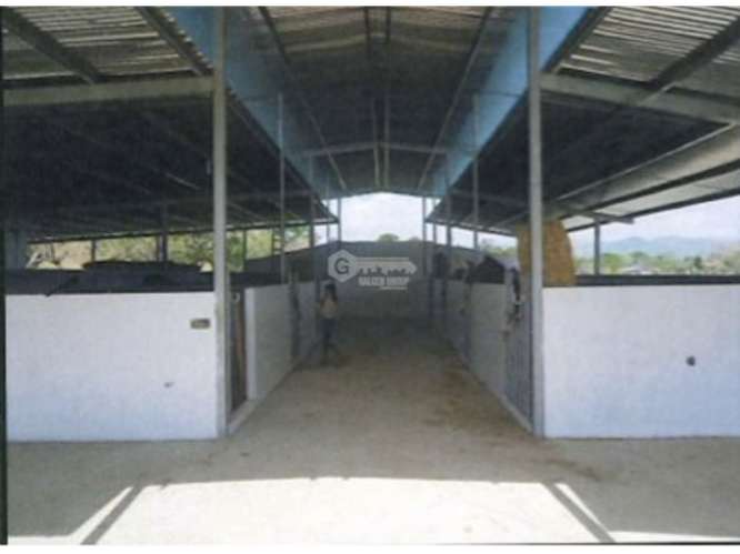 CHEPO / LOMA DEL RIO / 1.6 HECTAREA / CASA / ESTABLO / PISCINA - Imagen 20