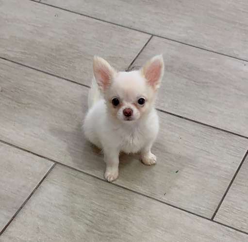Chihuahuas machos.