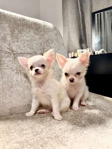 Chihuahuas machos.