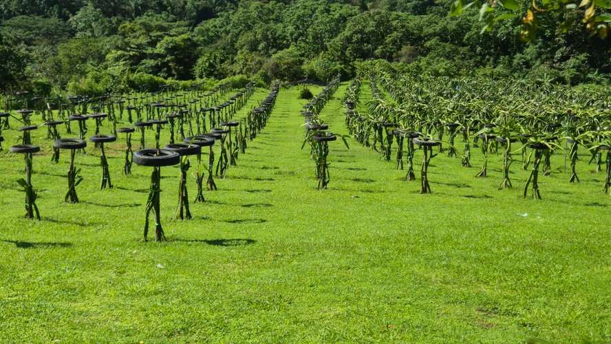 RURAL PROPERTY - COCLE HIGHLANDS - Imagen 2