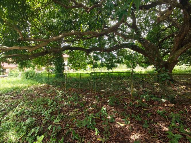 SE VENDE TERRENO EN AMADOR/PARA DESARROLLO - Imagen 14