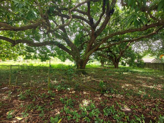 SE VENDE TERRENO EN AMADOR/PARA DESARROLLO - Imagen 12