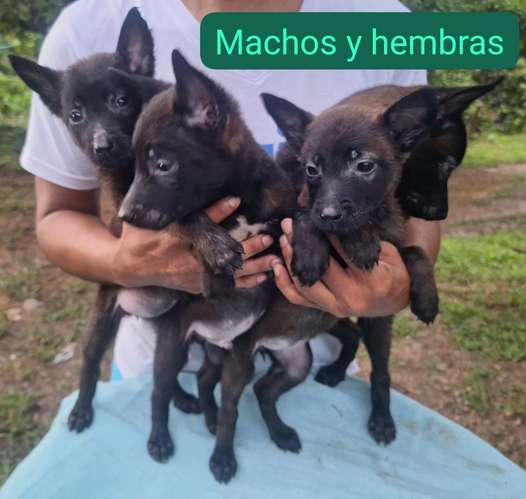 Pastor belga malinois excelente genética.  - Imagen 5