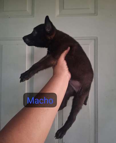 Pastor belga malinois excelente genética.  - Imagen 8