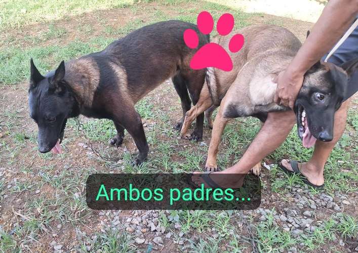 Pastor belga malinois excelente genética. 