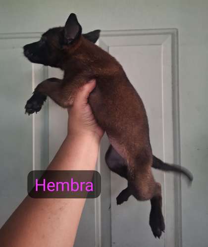 Pastor belga malinois excelente genética.  - Imagen 7