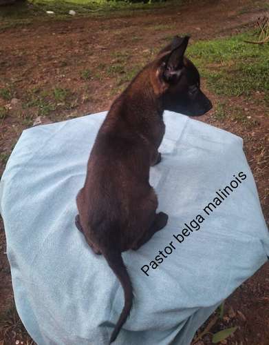 Pastor belga malinois excelente genética.  - Imagen 4