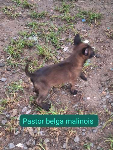Pastor belga malinois excelente genética.  - Imagen 6