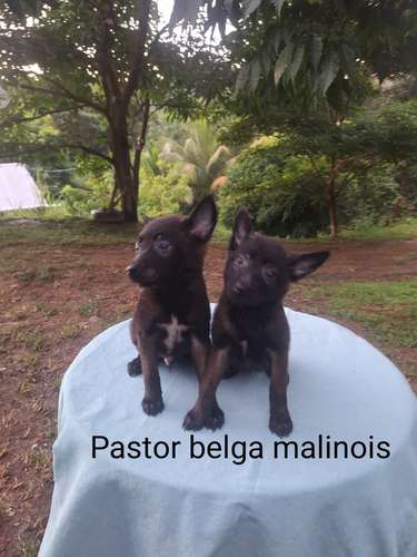 Pastor belga malinois excelente genética.  - Imagen 2