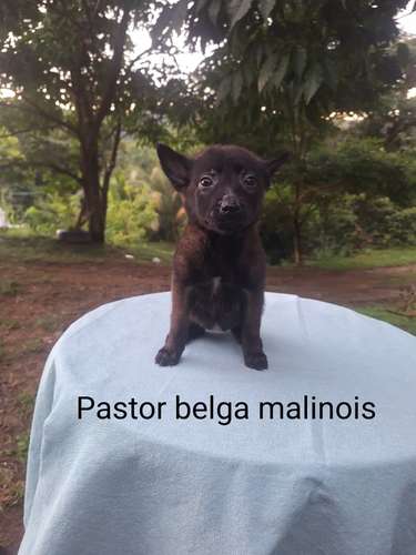 Pastor belga malinois excelente genética.  - Imagen 3