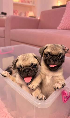 Vendo Cachorros Pug