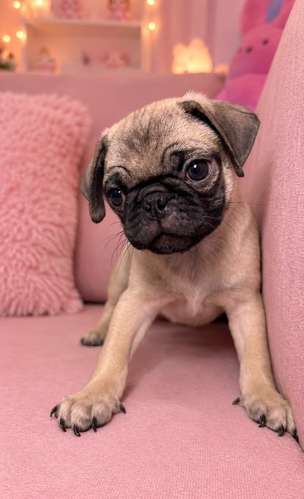 Vendo Cachorros Pug - Imagen 3