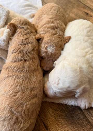 Cavapoo toy apricot - Imagen 5