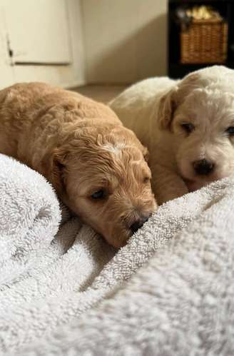 Cavapoo toy apricot - Imagen 6