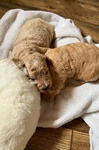 Cavapoo toy apricot - Imagen 4