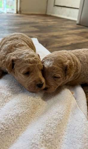 Cavapoo toy apricot - Imagen 3