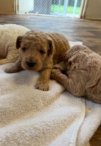 Cavapoo toy apricot - Imagen 2
