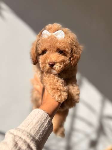 Maltipoo toy hembra 