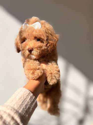 Maltipoo toy hembra  - Imagen 2