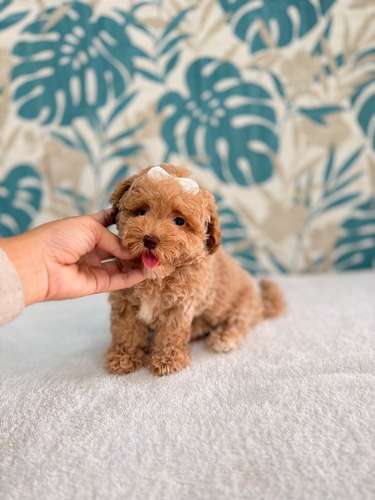 Maltipoo toy hembra  - Imagen 3