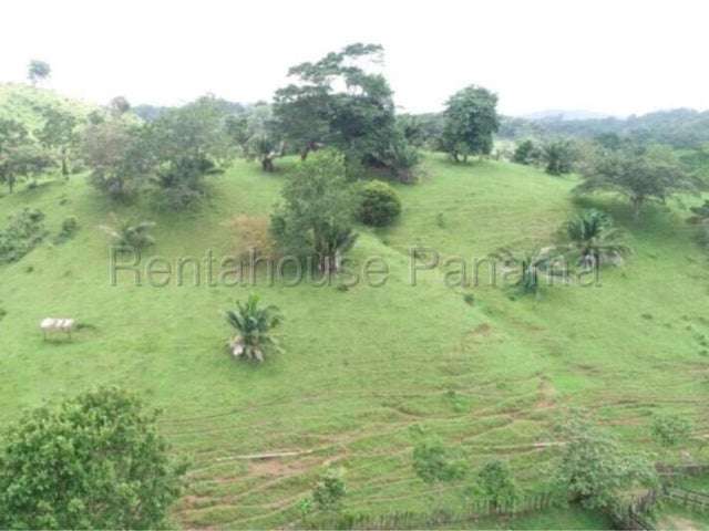 Venta de Finca ganadera-agricola en Costa Arriba, Colón 26GC5840 Titulada  - Imagen 7