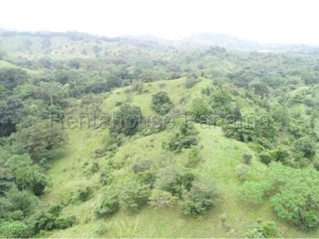 Venta de Finca ganadera-agricola en Costa Arriba, Colón 26GC5840 Titulada  - Imagen 4