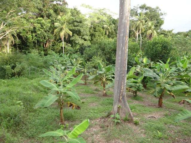 Venta finca ganadera Viento Frio, Colón 26GC5842 Titulada - Imagen 9