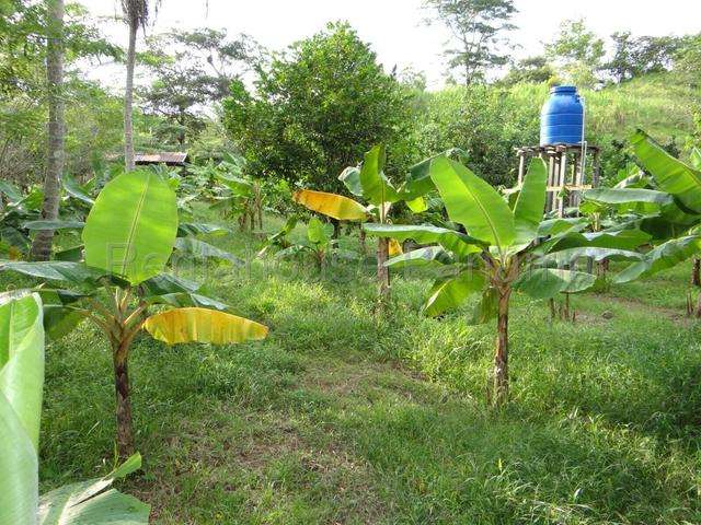Venta finca ganadera Viento Frio, Colón 26GC5842 Titulada - Imagen 11