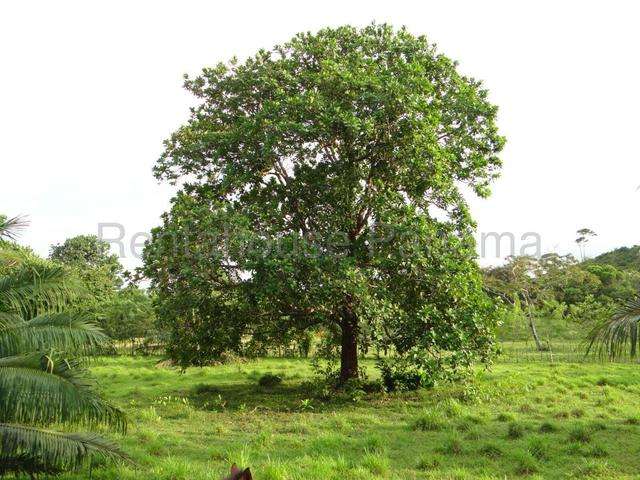 Venta finca ganadera Viento Frio, Colón 26GC5842 Titulada - Imagen 10