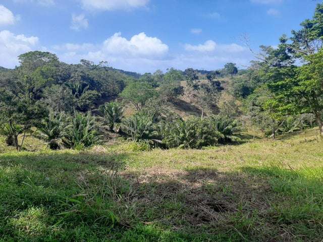Venta de finca ganadera en Nombre de Dios, Colón 26GC5886 titulado