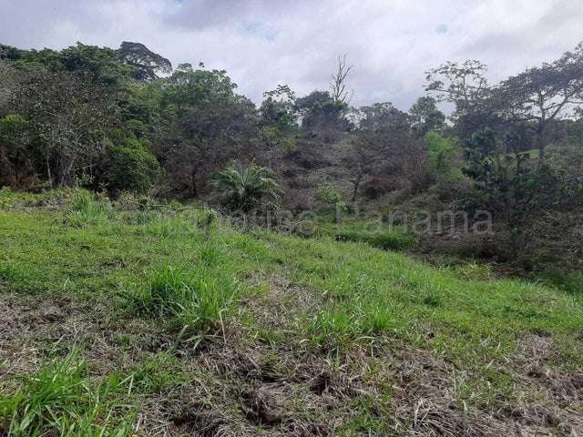 Venta Finca ganadera Nombre de Dios, Colon 26GC5887 titulado - Imagen 12