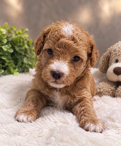 Cavadoodle macho 