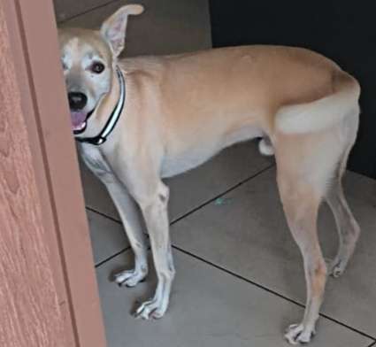BUSCA HOGAR: Un guardián fiel y cariñoso en Panamá