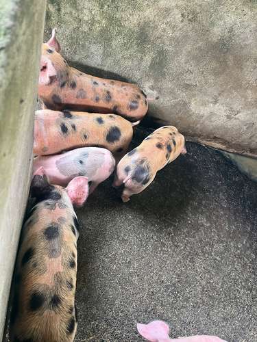 VENTA DE CERDOS - Imagen 5